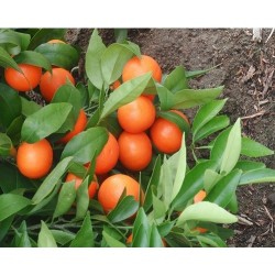 تصویر 5 از قیمت خرید نارنج مینیاتوری + فروش ویژه